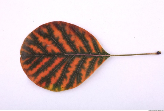 Leaves