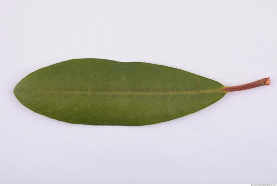 Leaves