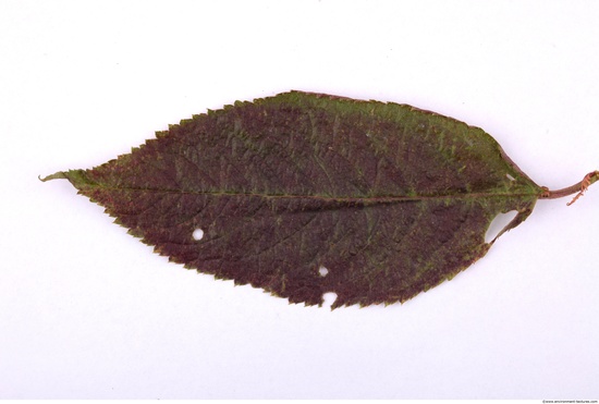 Leaves