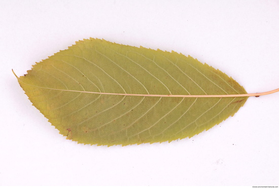 Leaves