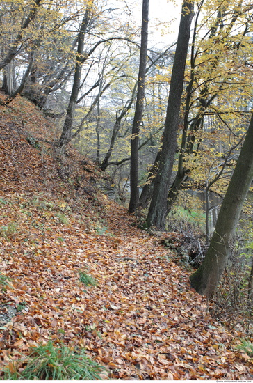 Background Forests