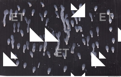 Photo Texture of Wax 0065