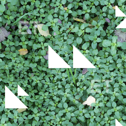 Seamless Groundplants