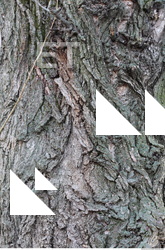 Tree Bark