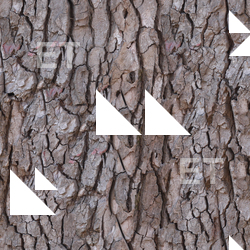 Seamless Tree Bark