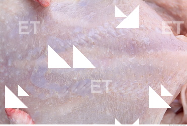 Photo Texture of Chicken Meat