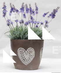 Photo Texture of Flowers 0001