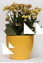 Photo Texture of Flowers 0007