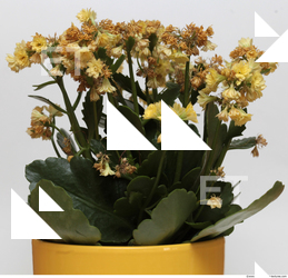 Photo Texture of Flowers 0008