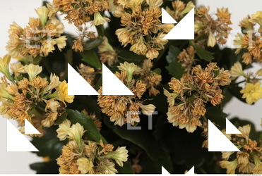 Photo Texture of Flowers 0009