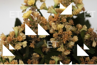 Photo Texture of Flowers 0010