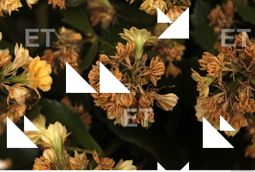 Photo Texture of Flowers 0011