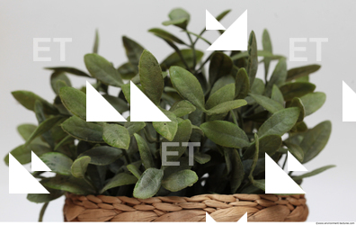 Photo Texture of Plants 0002