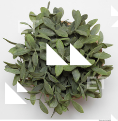 Photo Texture of Plants 0003