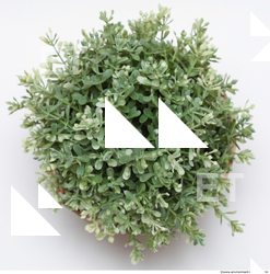 Photo Texture of Plants 0004