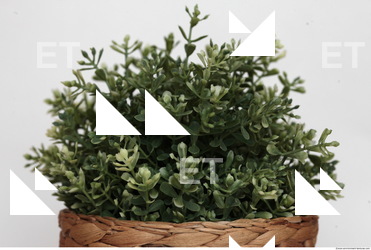 Photo Texture of Plants 0005