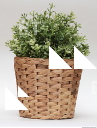 Photo Texture of Plants 0006