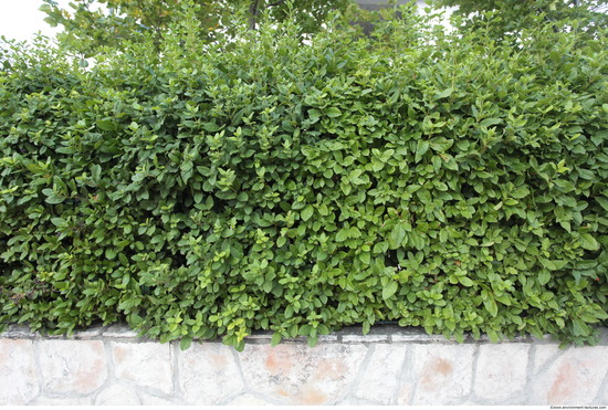 Hedges