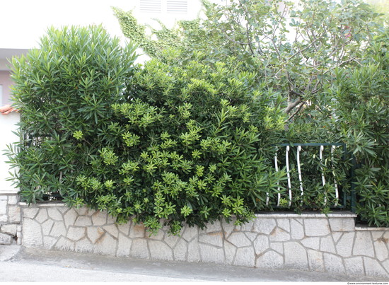 Hedges