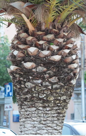 Tree Bark