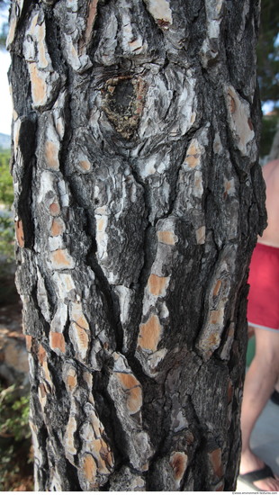 Tree Bark