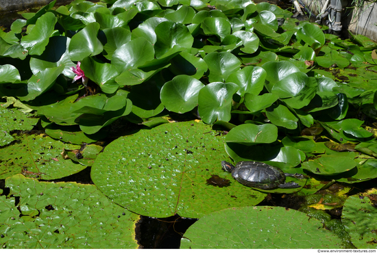 Waterplants