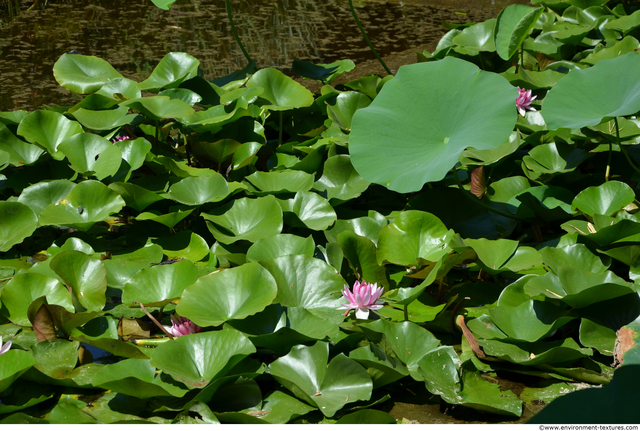 Waterplants