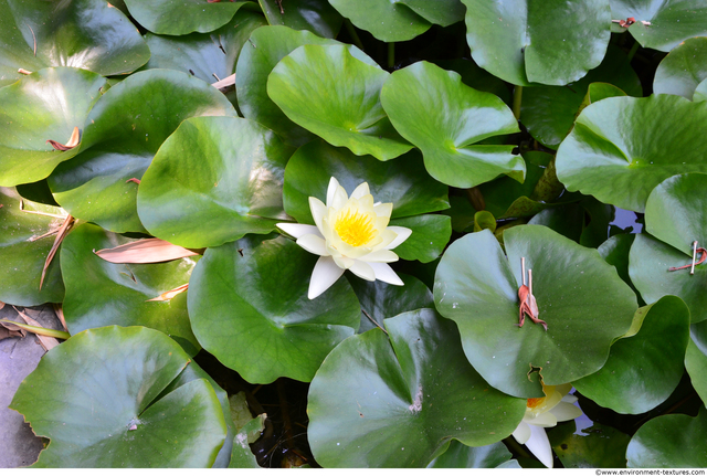 Waterplants