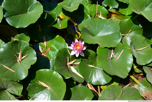 Waterplants