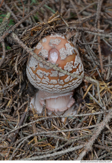 Mushrooms