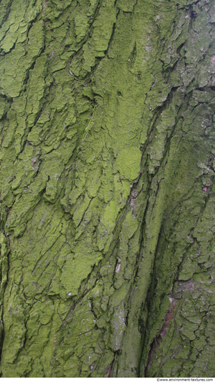 Tree Bark