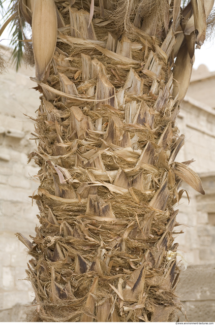 Tree Bark