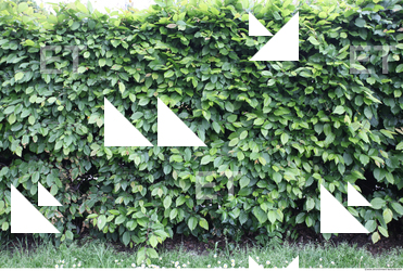 Hedges