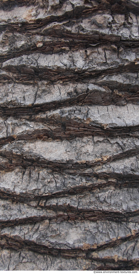 Tree Bark