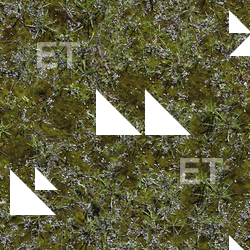 Photo High Resolution Seamless Moss Texture 0001