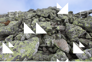 Photo Texture of Rock 0021