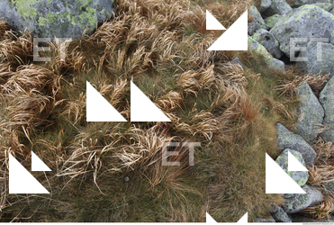 Photo Texture of Grass 0003