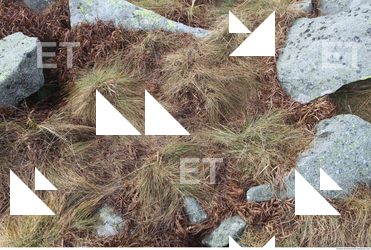 Photo Texture of Grass 0004