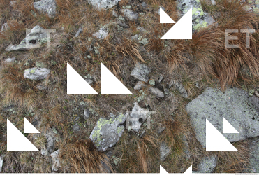 Photo Texture of Grass 0005