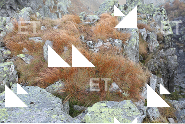 Photo Texture of Grass 0006