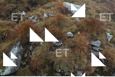 Photo Texture of Grass 0008