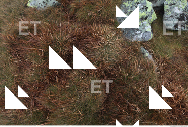 Photo Texture of Grass 0010