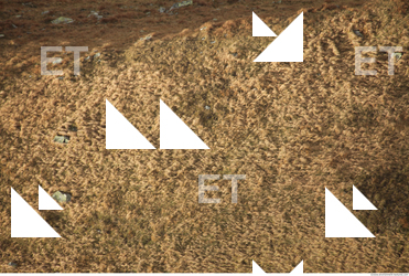 Photo Texture of Grass 0011