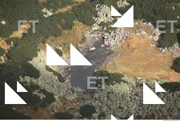 Photo Texture of Trees 0003