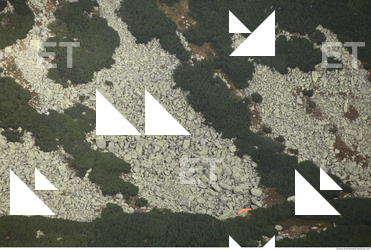 Photo Texture of Trees 0004