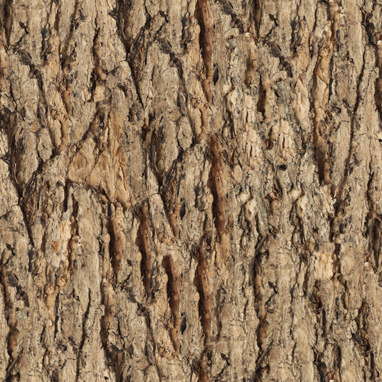 Seamless Tree Bark