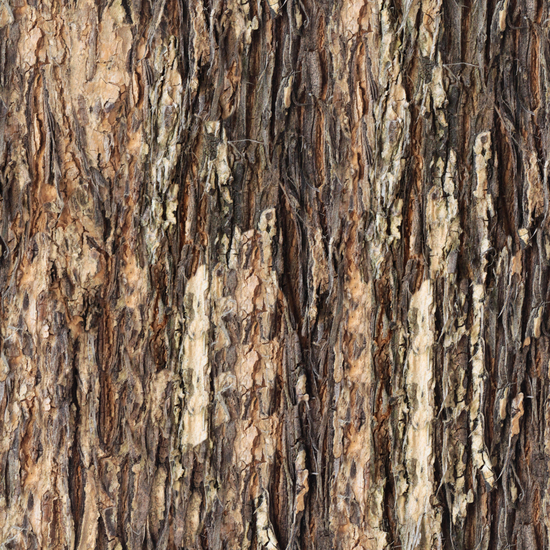 Seamless Tree Bark