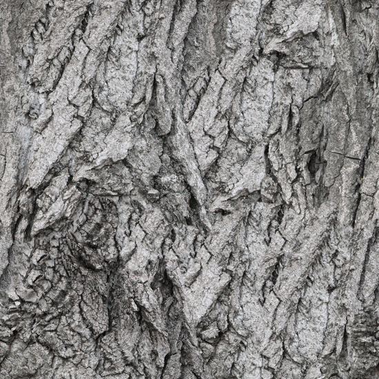 Seamless Tree Bark