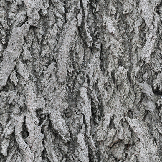 Seamless Tree Bark