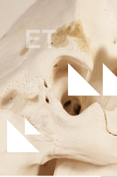 photo reference of skull 0019